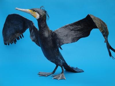 Blair-eyed Cormorant