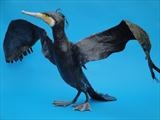 Blair-eyed Cormorant by Dianne Preston, Sculpture, Papier mâché